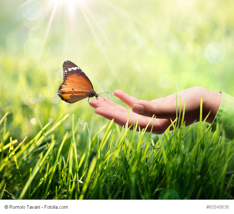 butterfly in hand on grass
